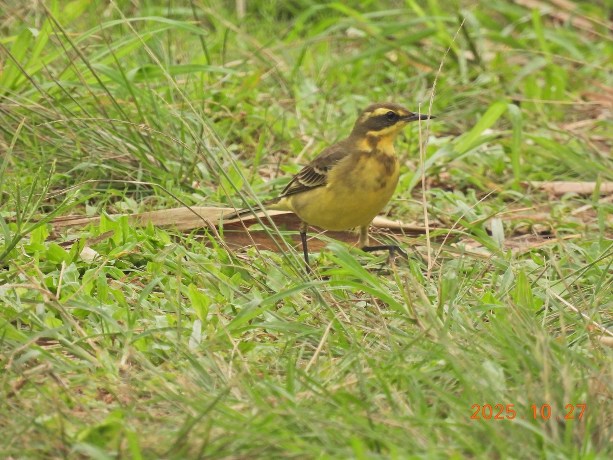 Eastern Yellow Wagtail - ML644207195