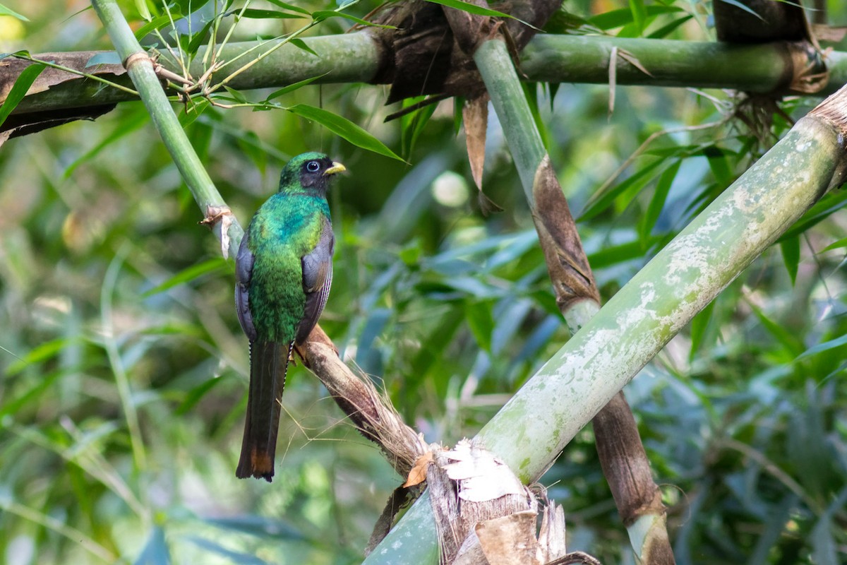 søredeltrogon - ML644207196