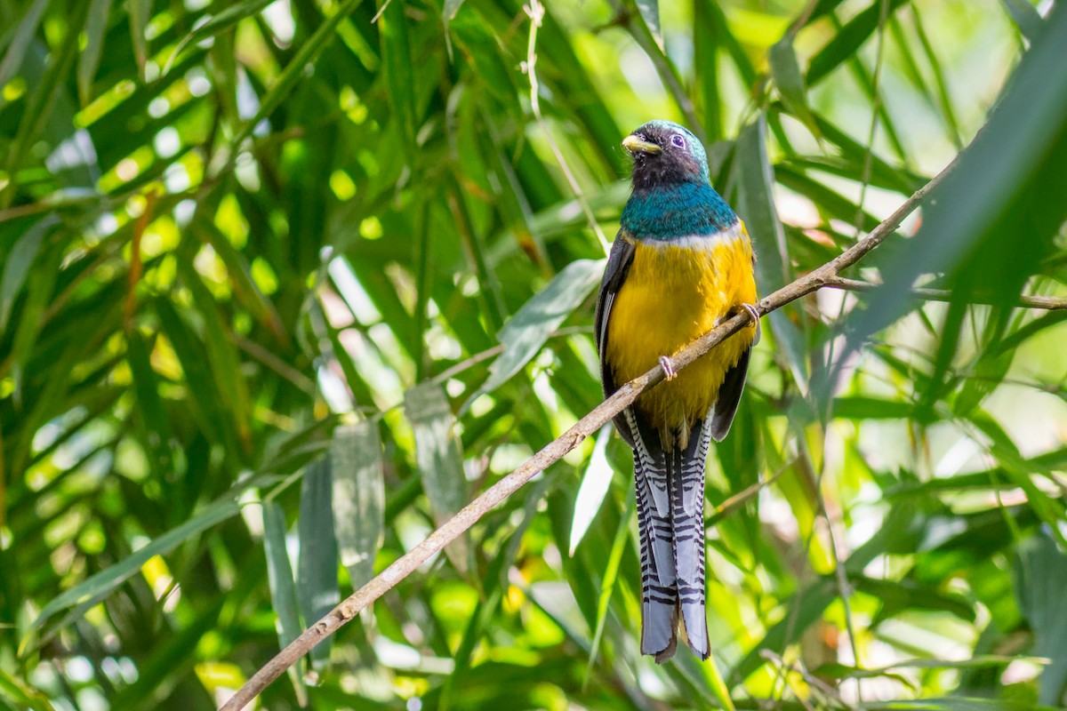 søredeltrogon - ML644207197