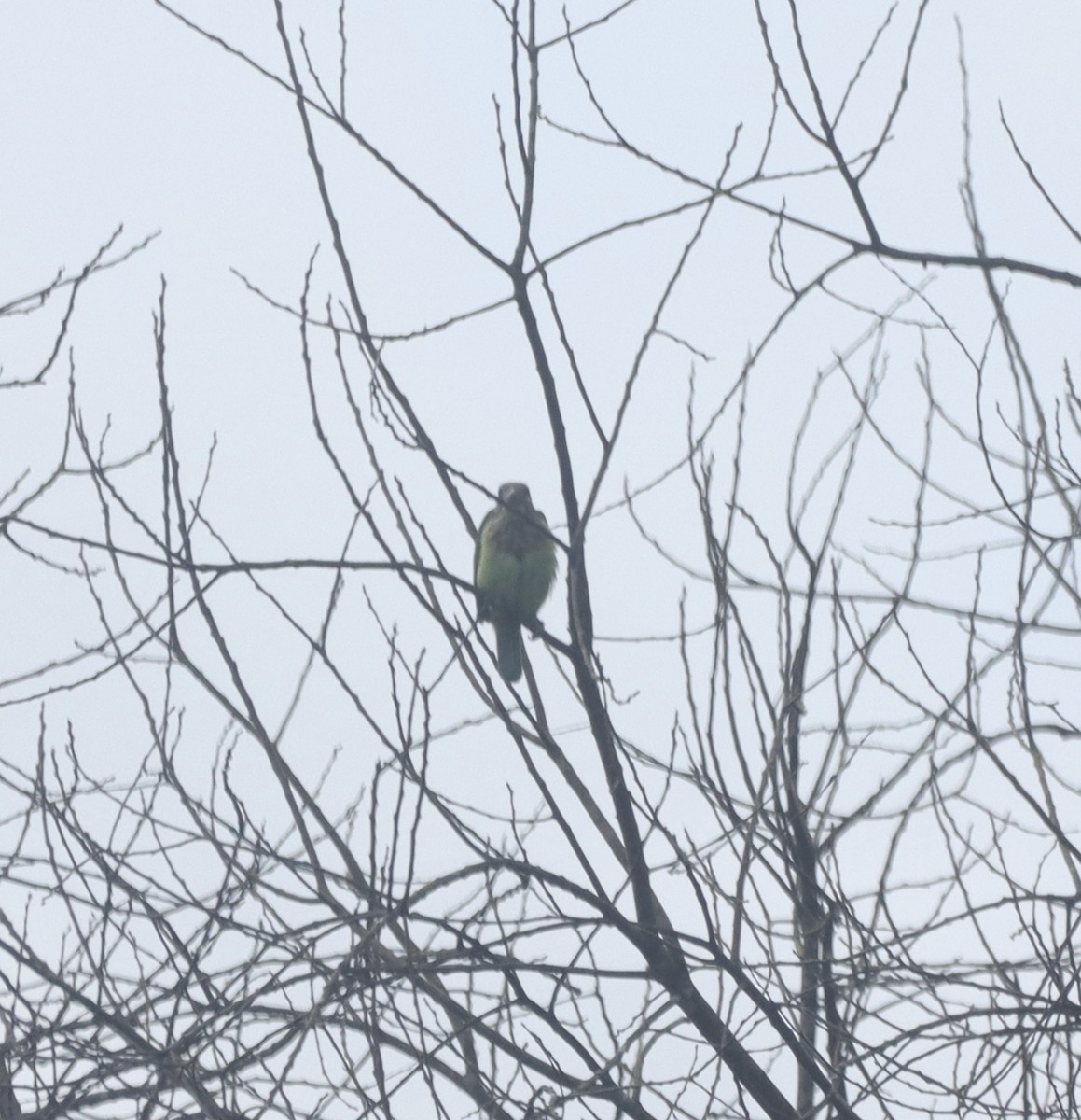 White-cheeked Barbet - ML644207205