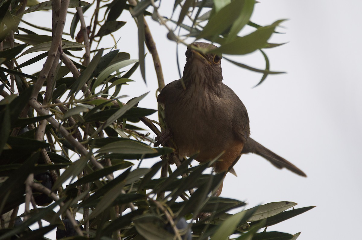 Rufous-bellied Thrush - ML644207207