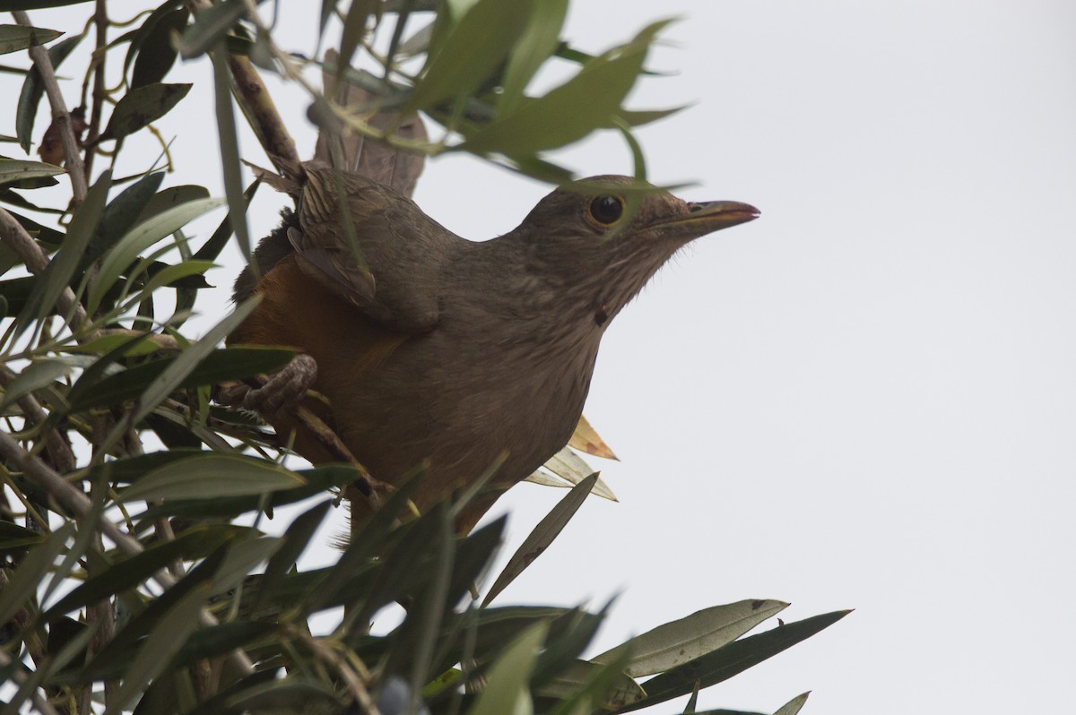 Rufous-bellied Thrush - ML644207208