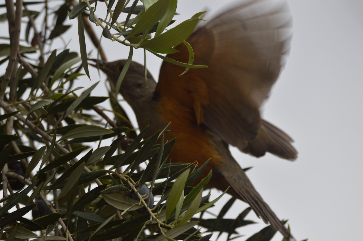Rufous-bellied Thrush - ML644207209