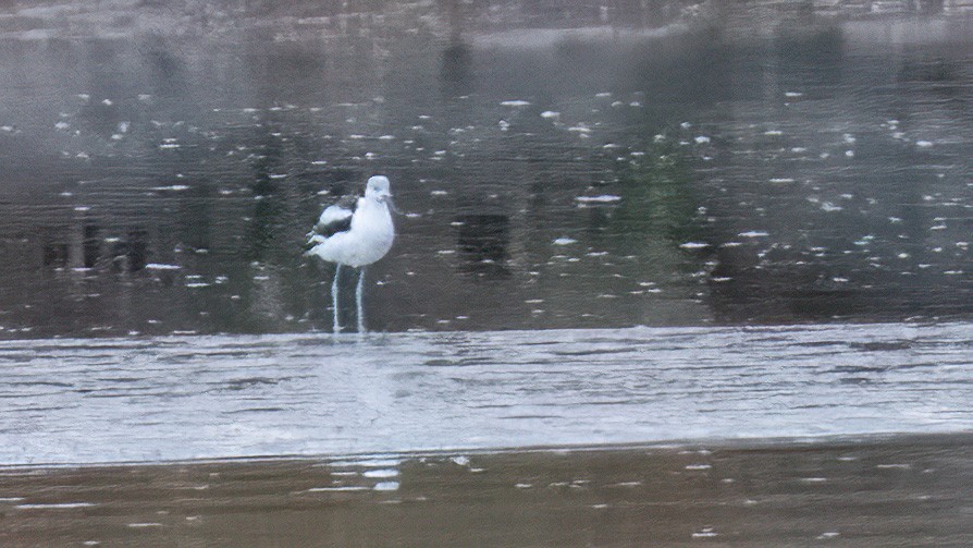 American Avocet - ML644207214