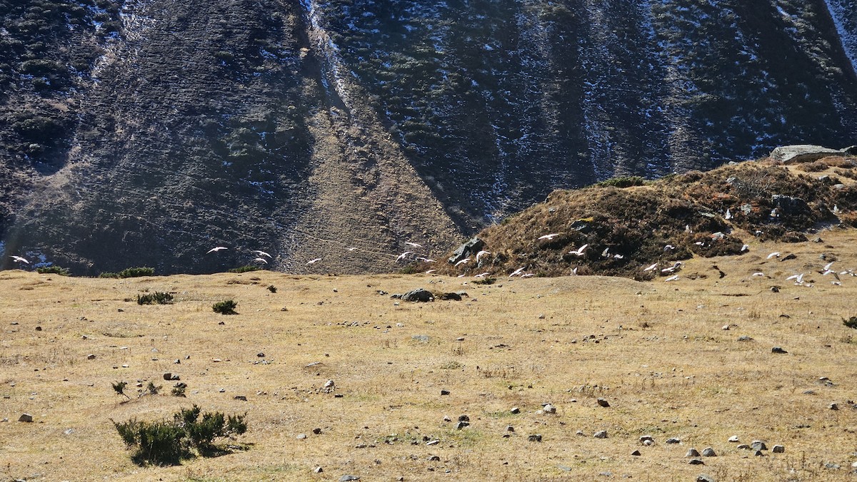holub sněžný - ML644207226