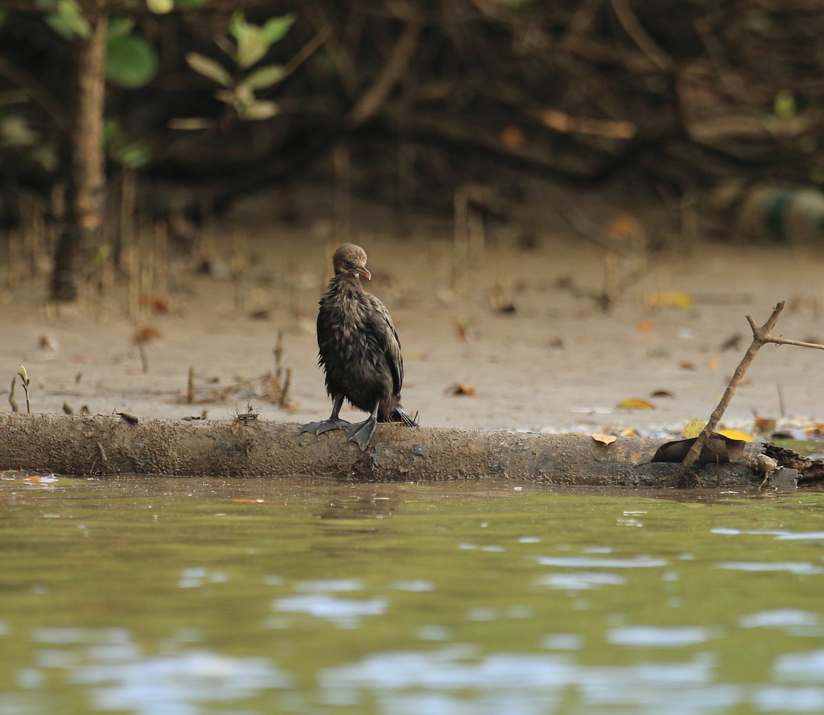 アジアコビトウ - ML644207231