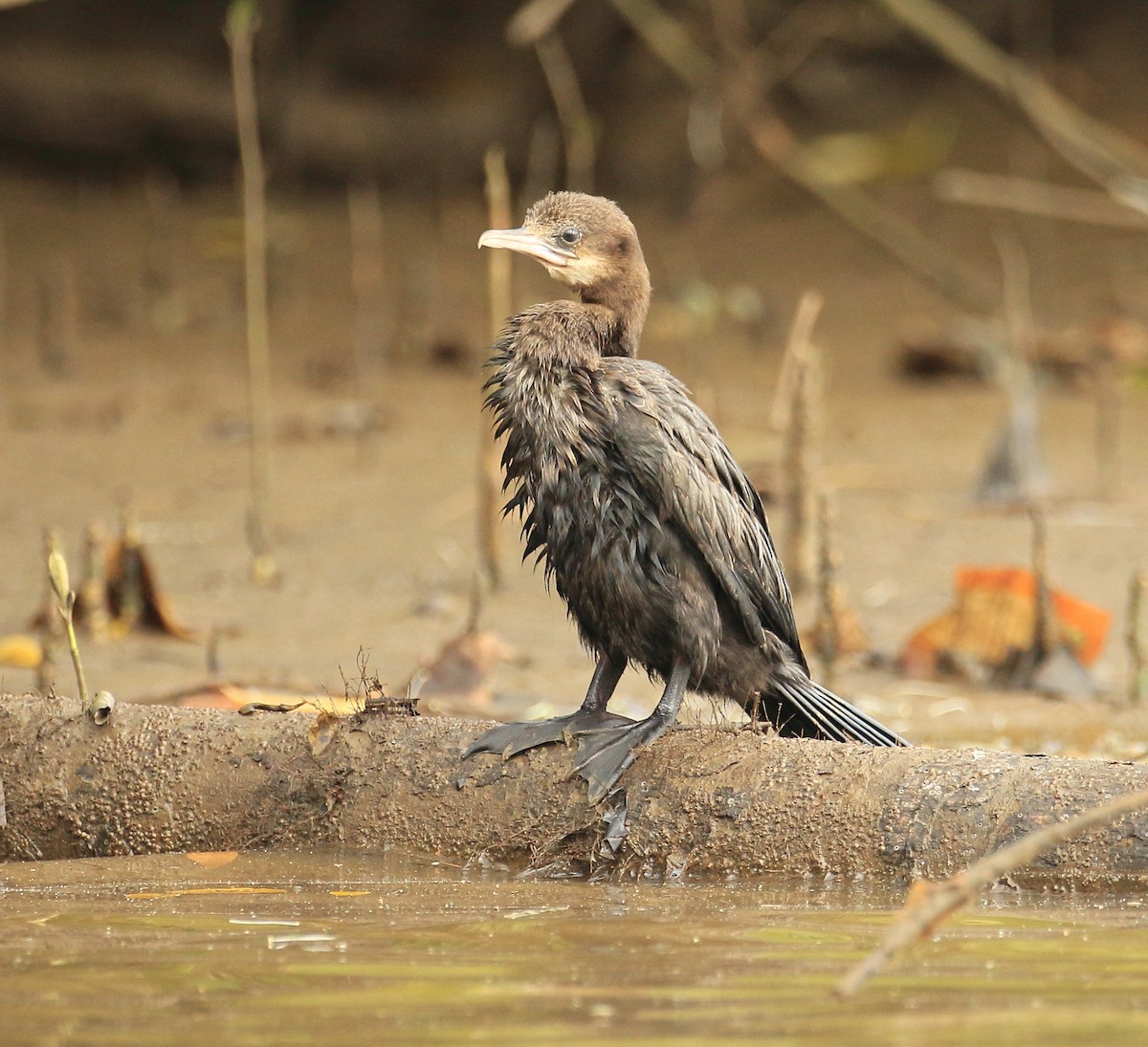 アジアコビトウ - ML644207233