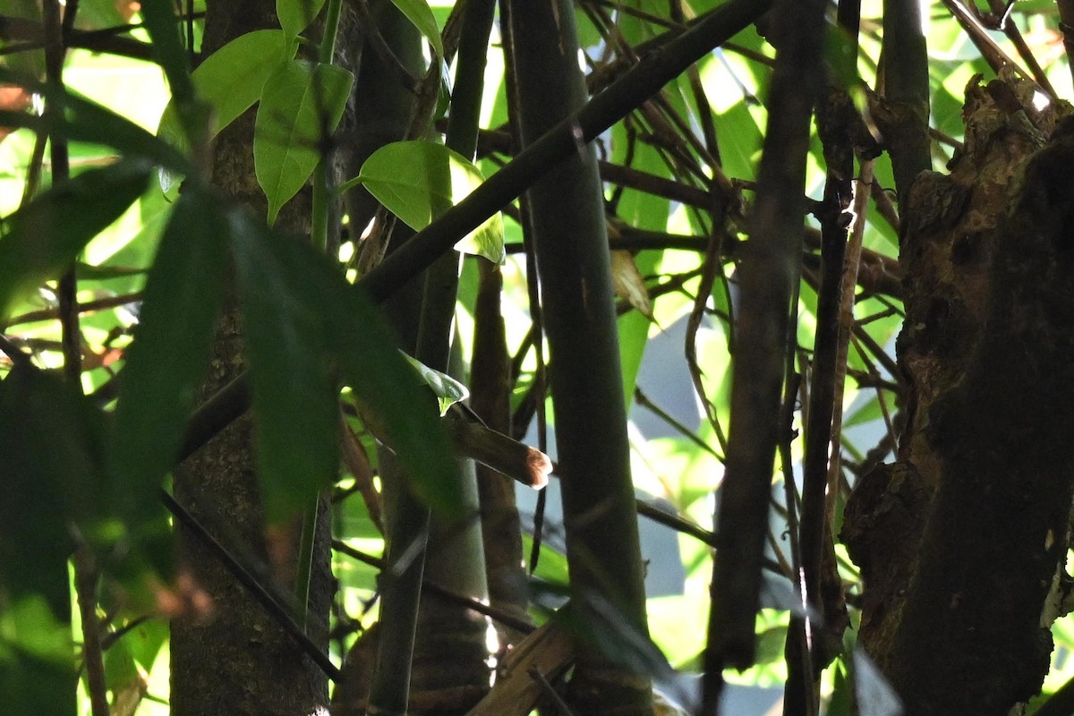 Timalie à gorge striée - ML644207235