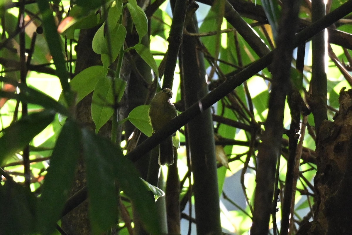 Timalie à gorge striée - ML644207236