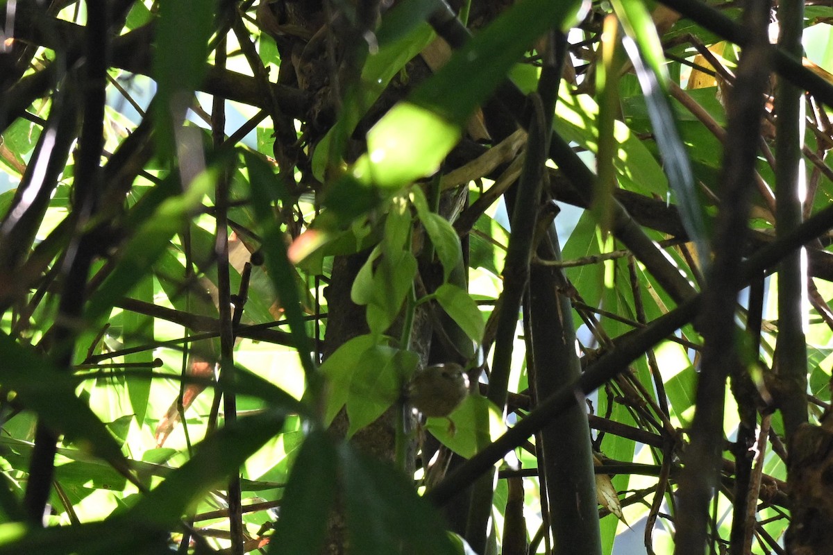 Timalie à gorge striée - ML644207237