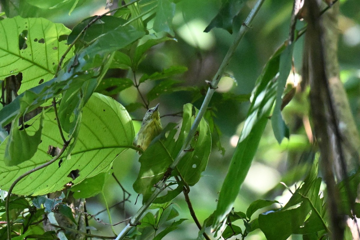 Timalie à gorge striée - ML644207238