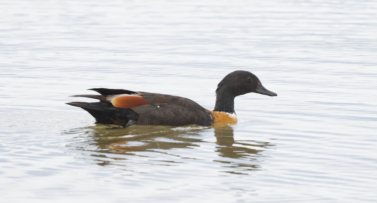 Tadorne d'Australie - ML644207240