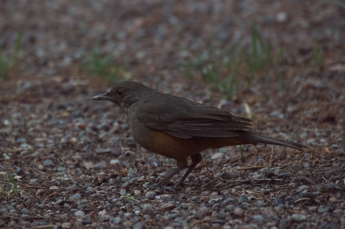 Rufous-bellied Thrush - ML644207256