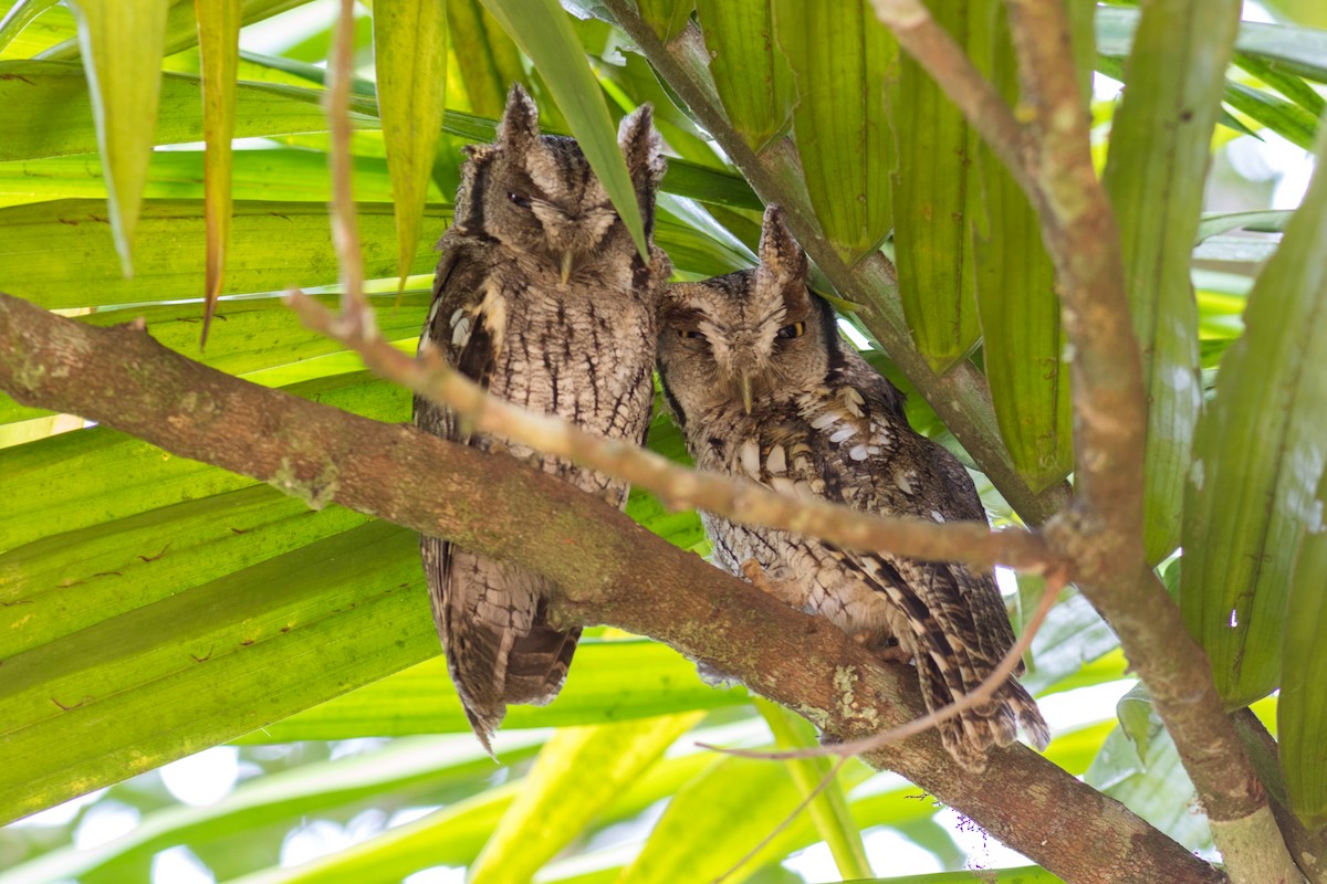 Long-tufted Screech-Owl - ML644207257