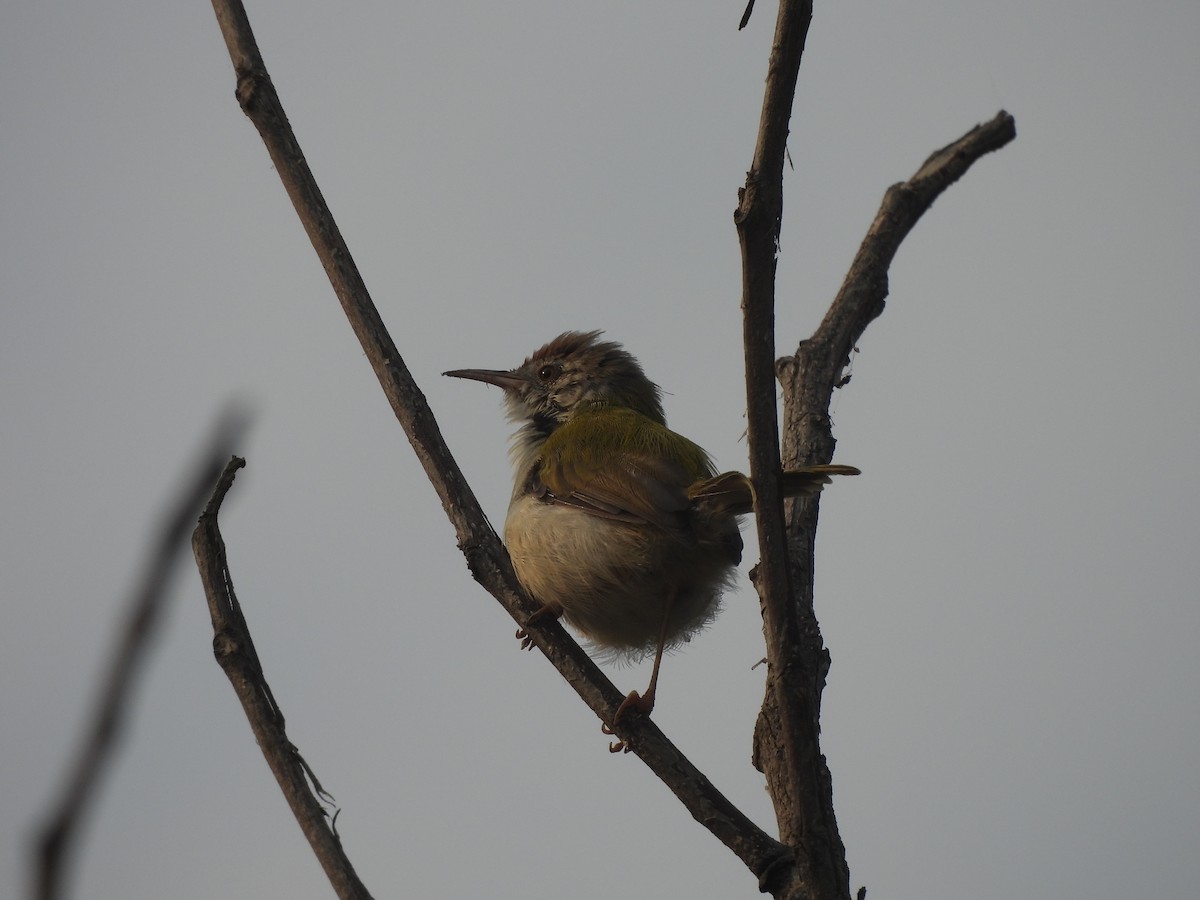 langstjertskredderfugl - ML644207261