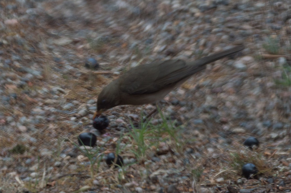 Creamy-bellied Thrush - ML644207264
