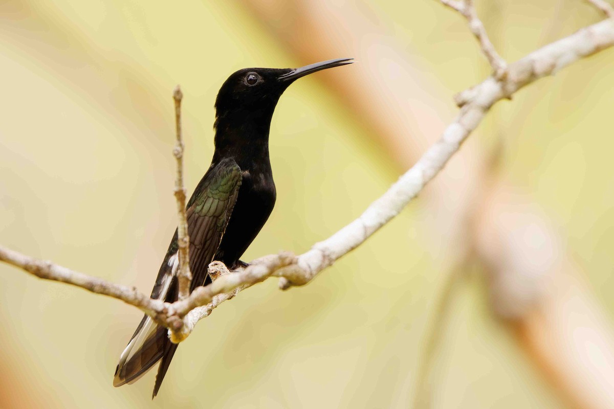 Black Jacobin - ML644207291