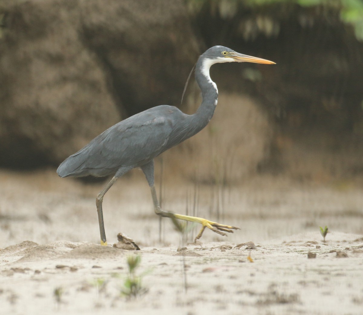 Western Reef-Heron - ML644207294