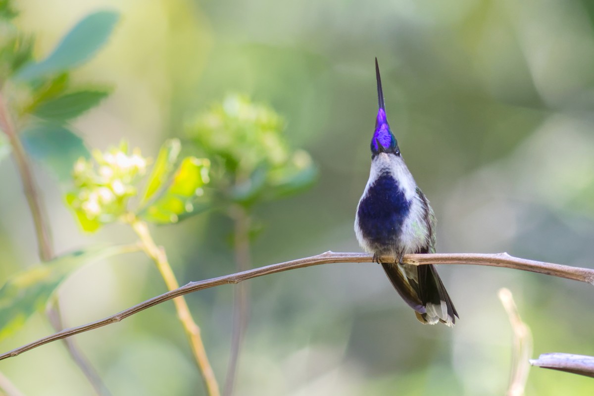 Колібрі пурпуровочубий - ML644207295