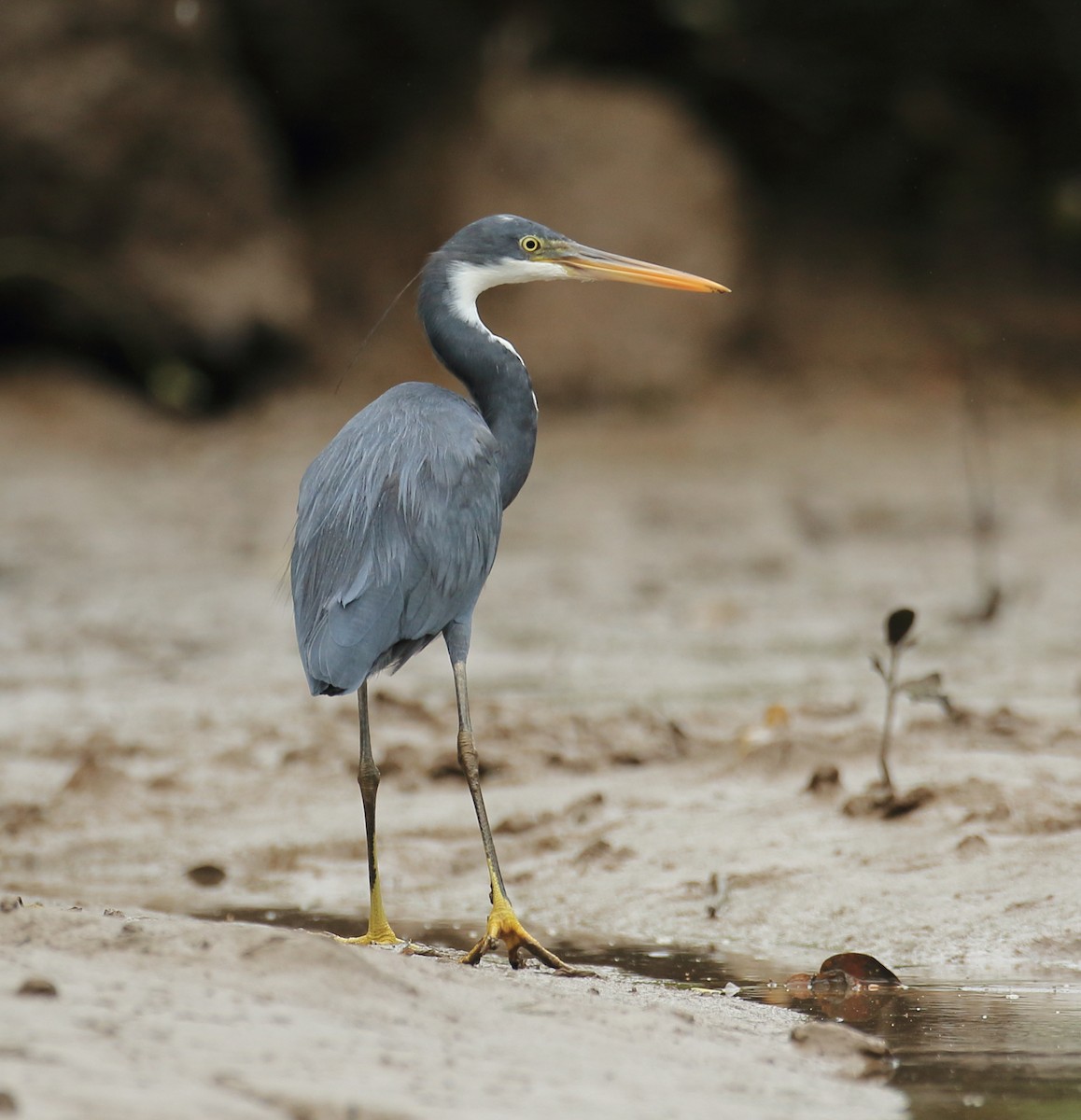 Western Reef-Heron - ML644207297