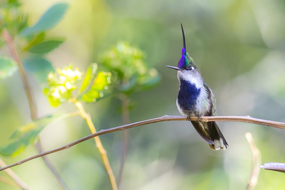 Колібрі пурпуровочубий - ML644207298