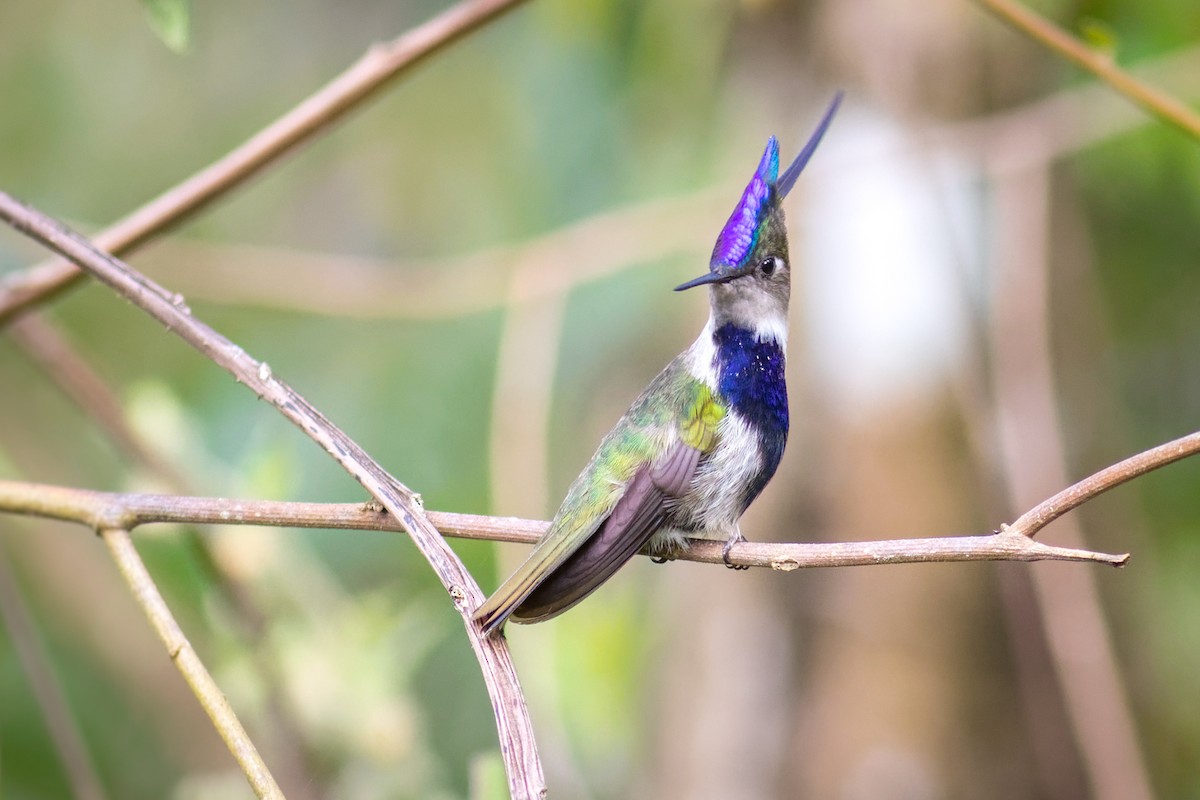 Колібрі пурпуровочубий - ML644207299