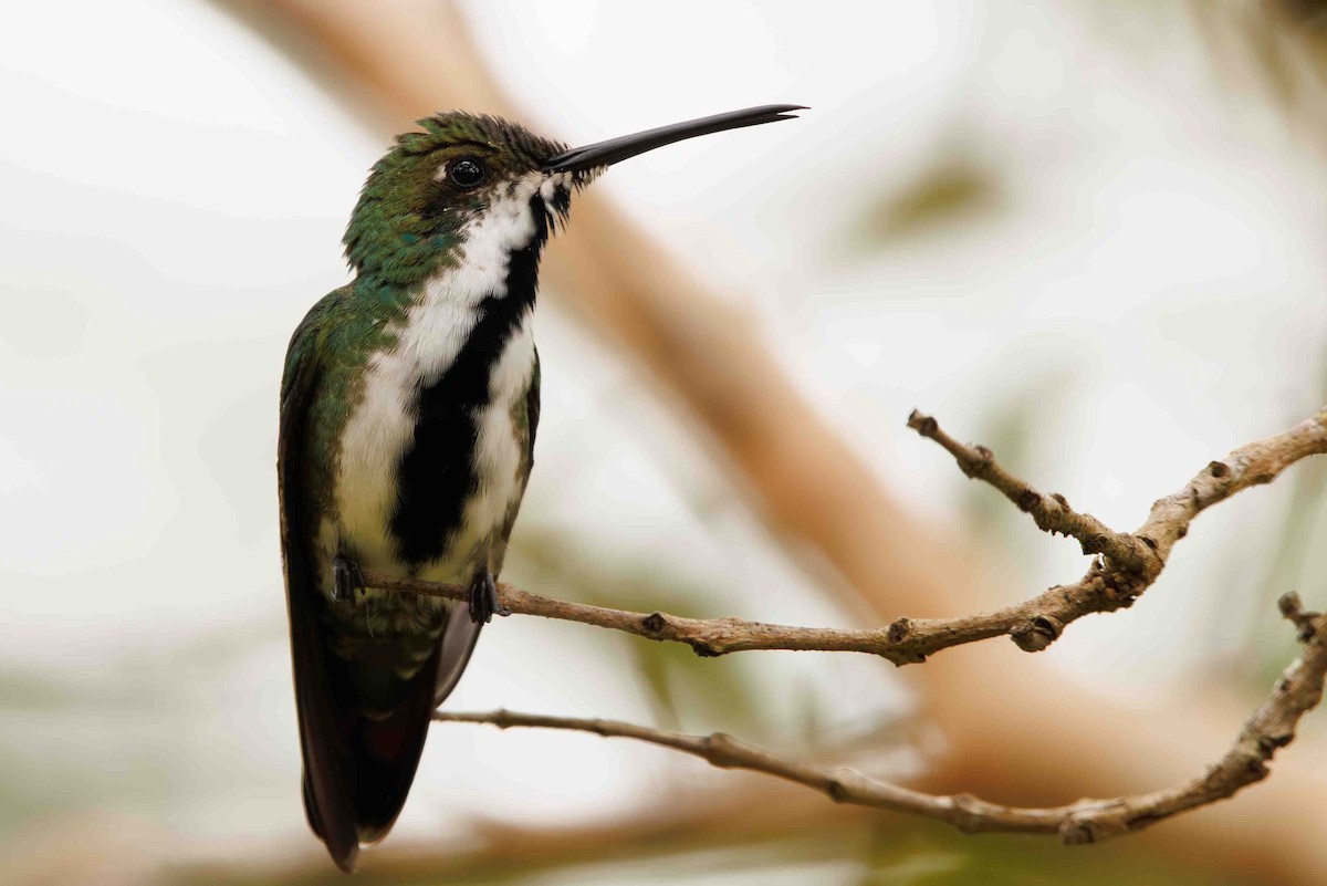 Black-throated Mango - ML644207300