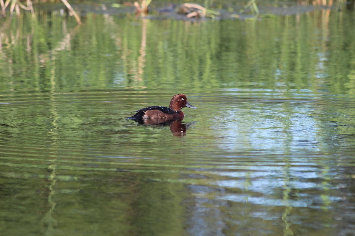 Ferruginous Duck - ML644207302