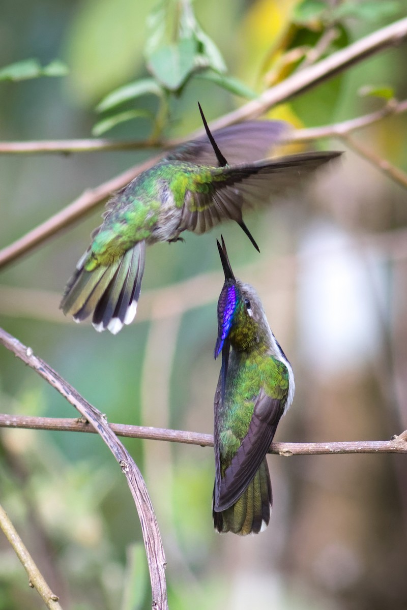 Колібрі пурпуровочубий - ML644207303