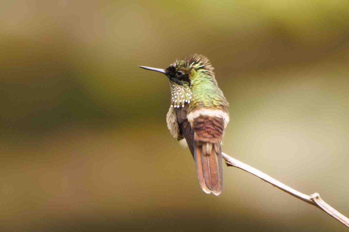 Festive Coquette - ML644207306