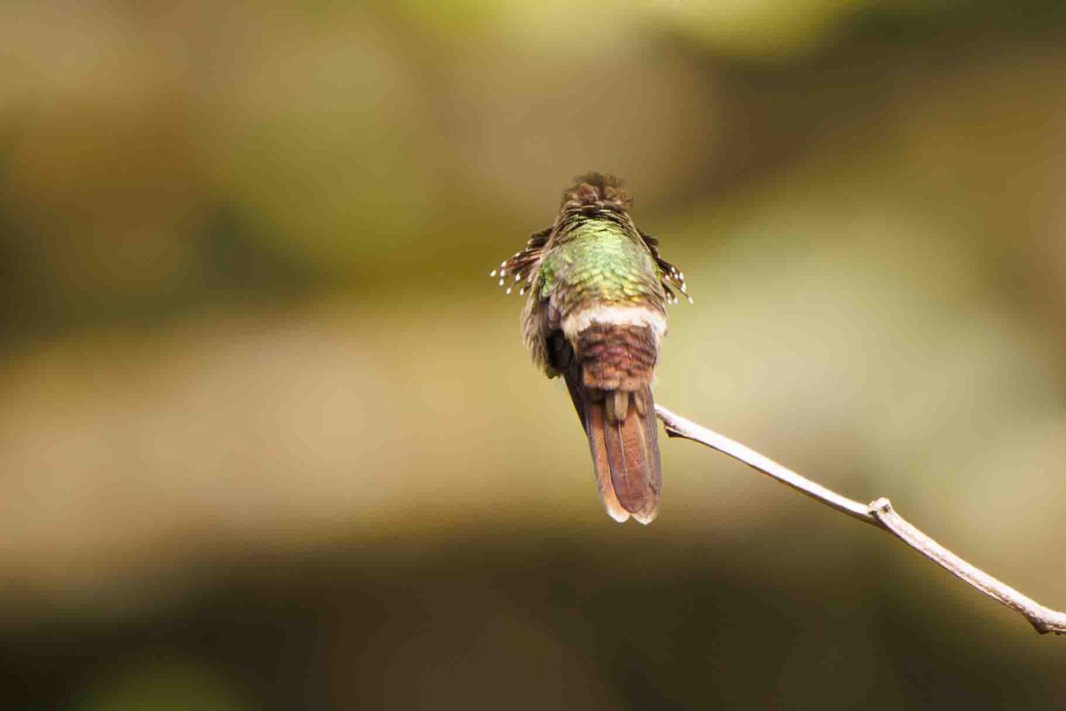 Festive Coquette - ML644207307