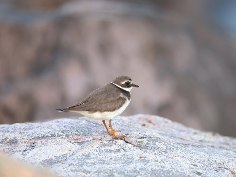 Common Ringed Plover - ML644207312