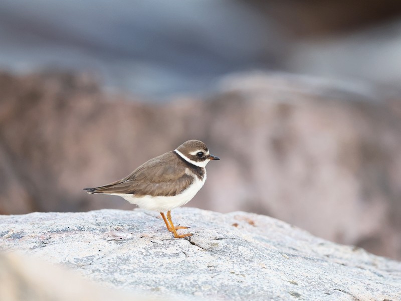 Common Ringed Plover - ML644207313