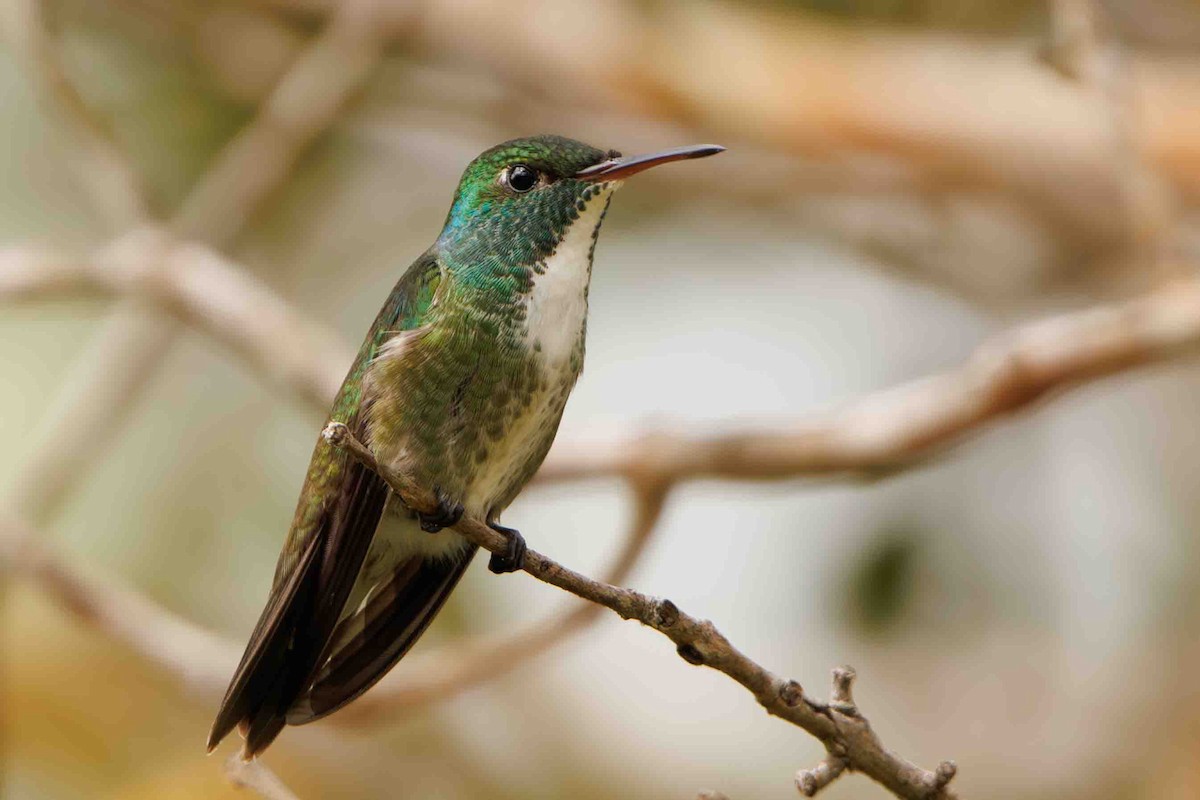 Versicolored Emerald - ML644207315