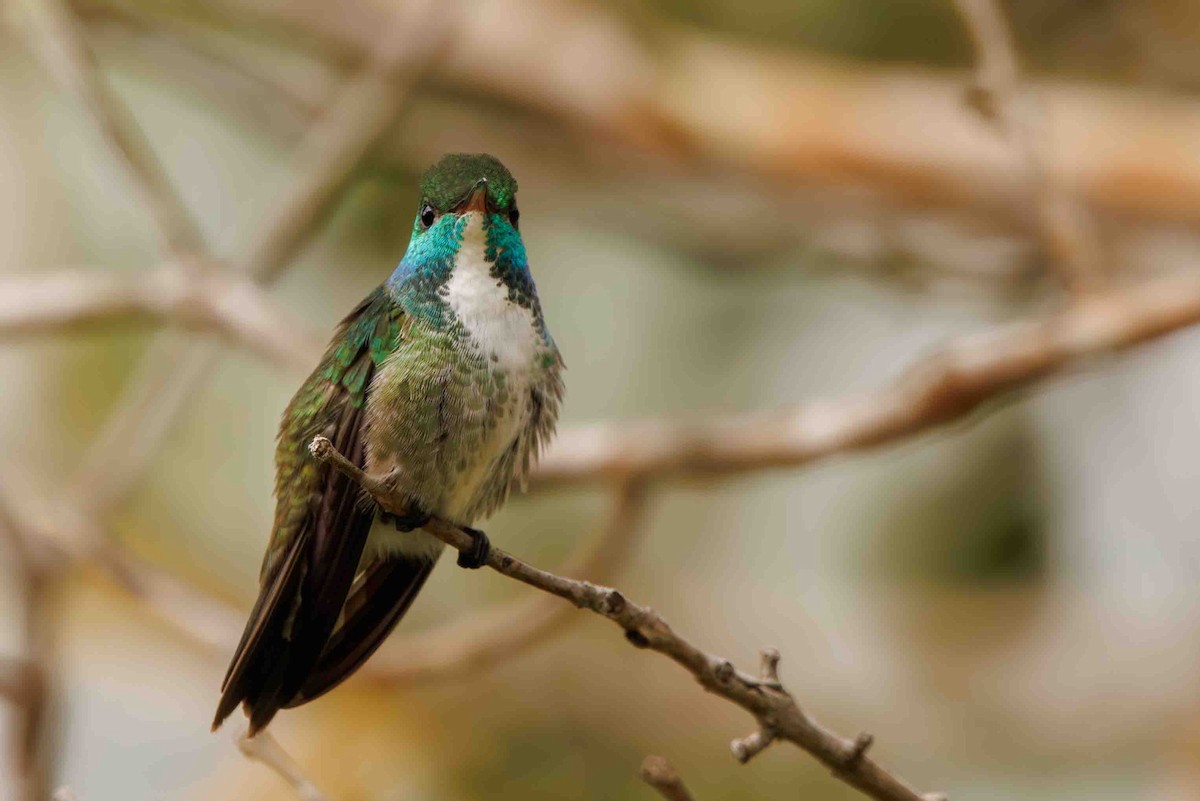 Versicolored Emerald - ML644207316