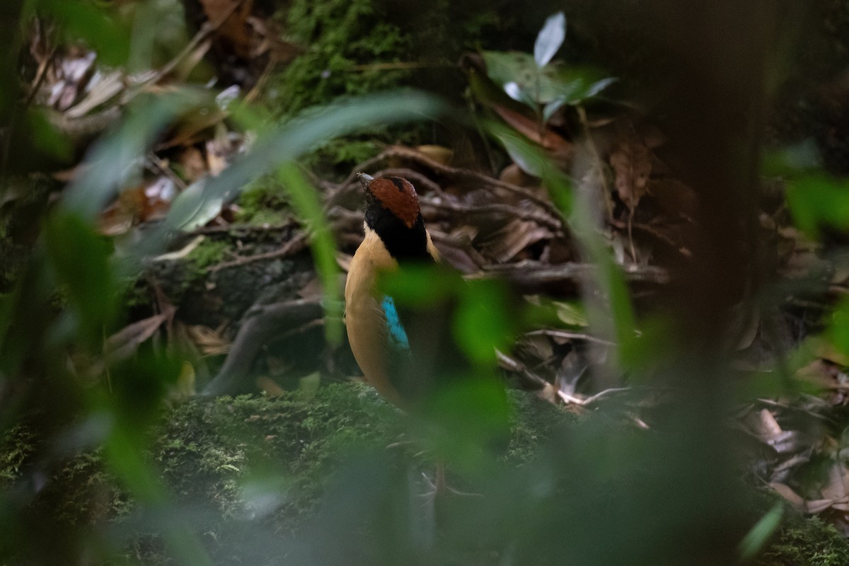Noisy Pitta - ML644207319
