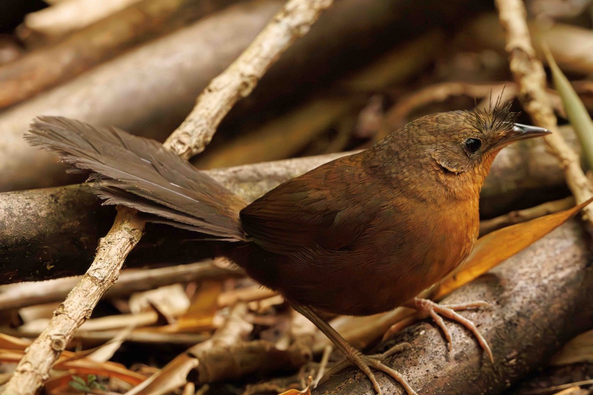Slaty Bristlefront - ML644207324