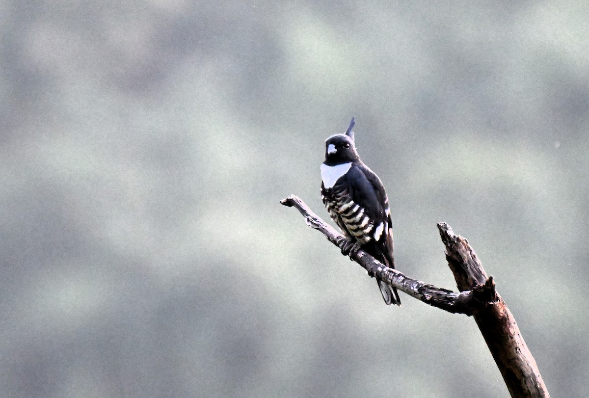 Black Baza - ML644207325