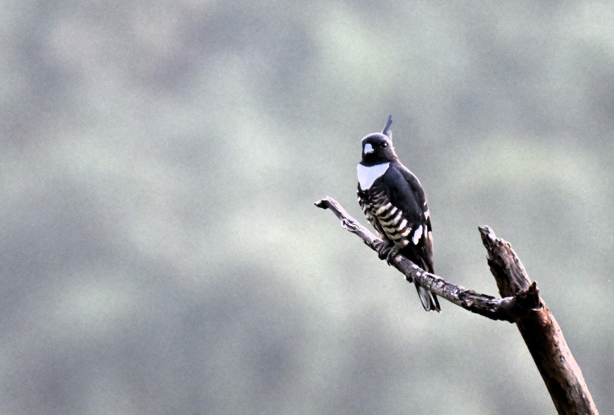 Black Baza - ML644207326