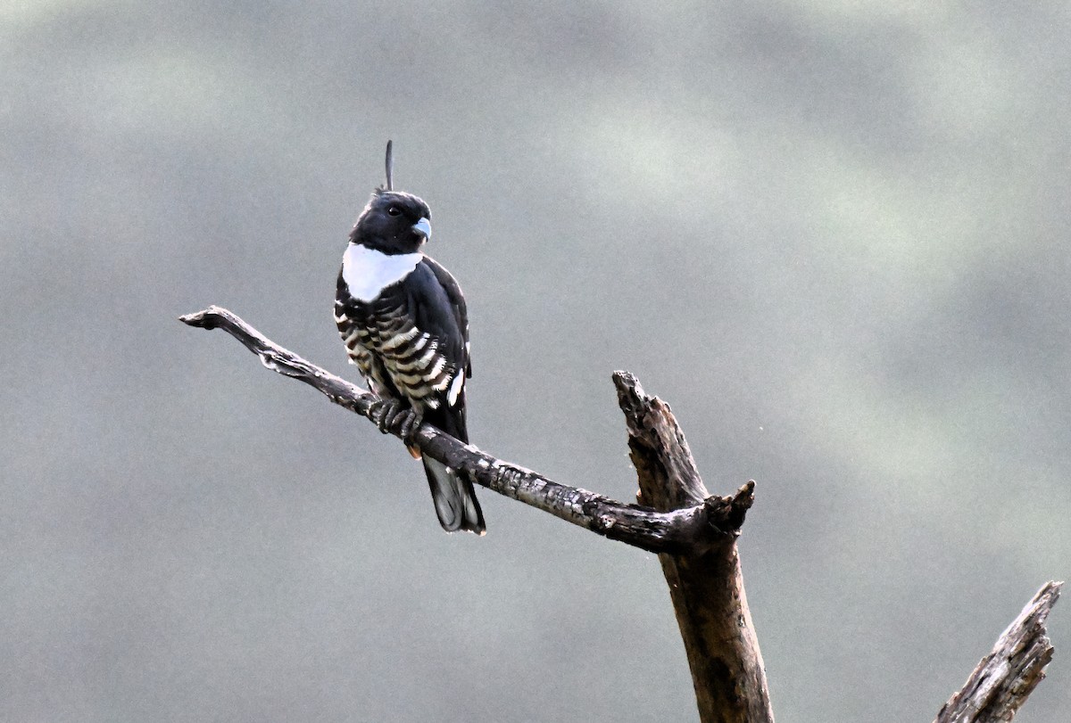 Black Baza - ML644207327