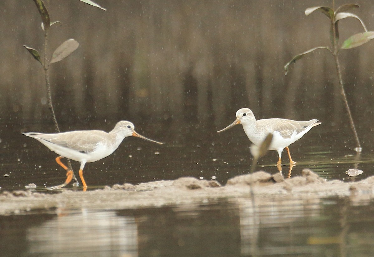 Terekwasserläufer - ML644207329