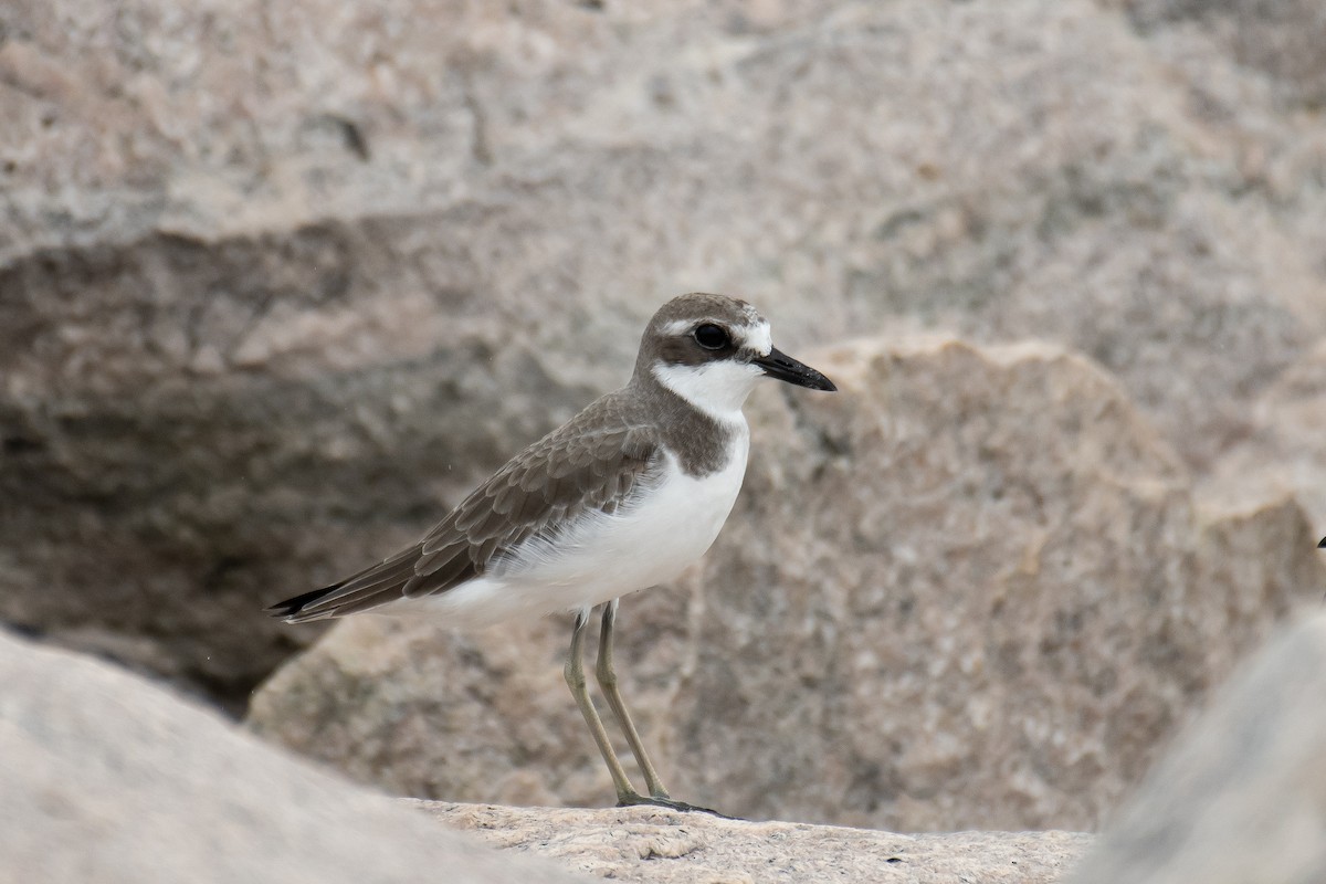 Greater Sand-Plover - ML644207332