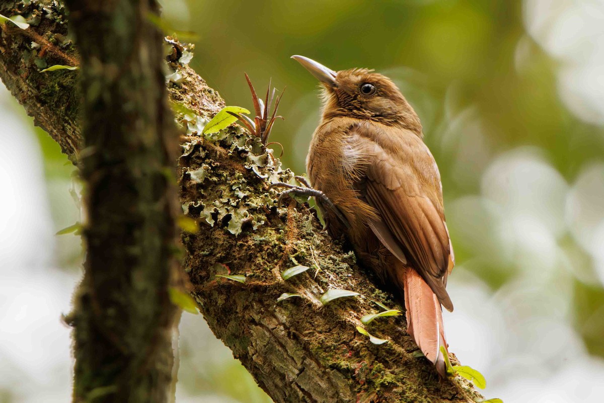 ミナミコオニキバシリ - ML644207334