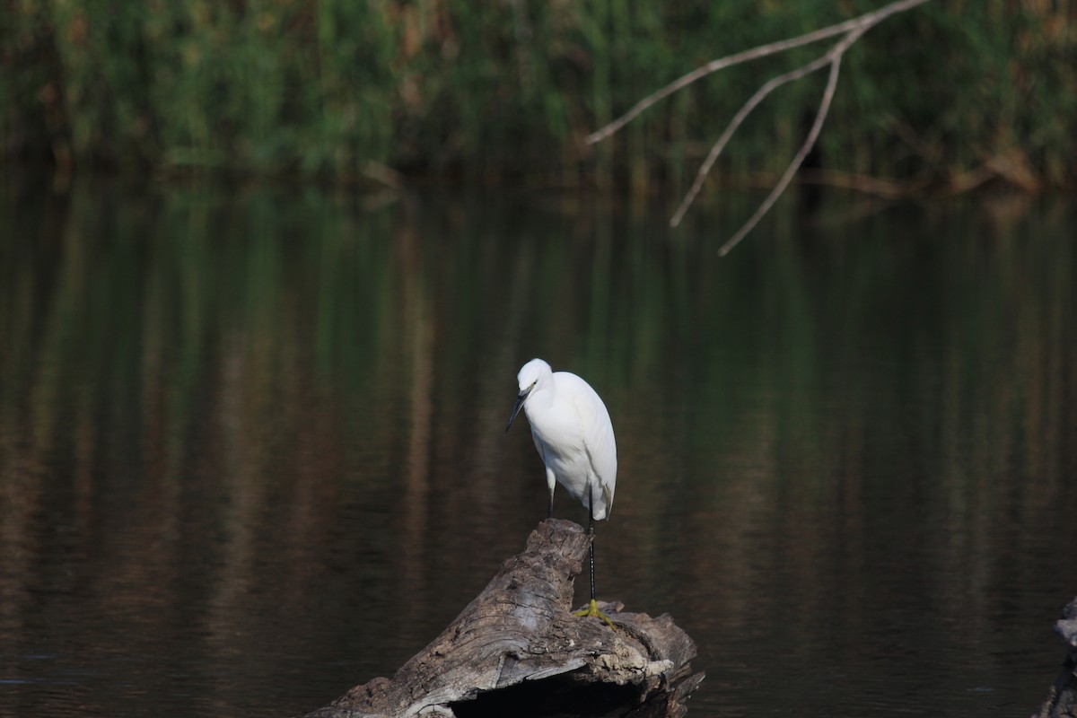 Little Egret - ML644207348