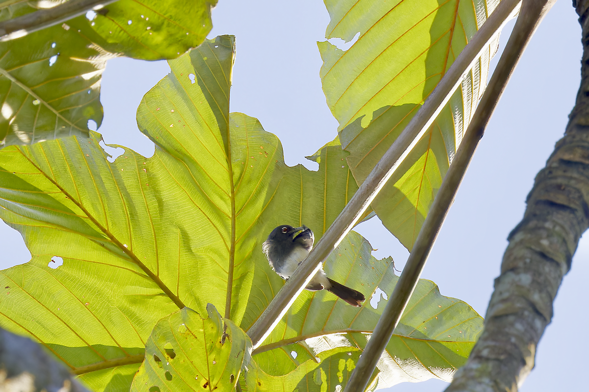 Slate-throated Gnatcatcher - ML644207363