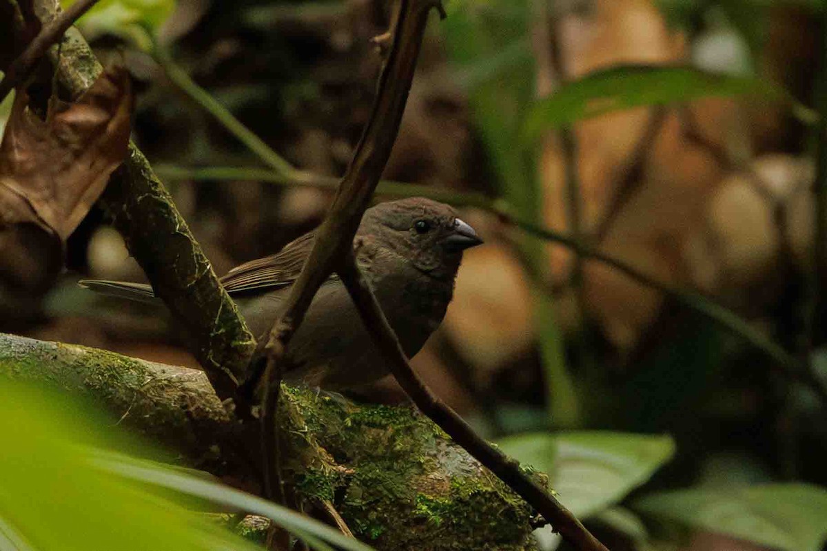 Sooty Grassquit - ML644207375