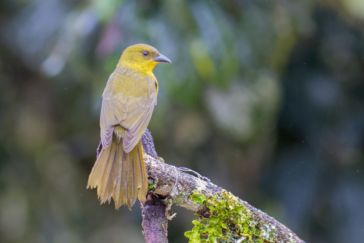 Mitrospin viréon - ML644207379