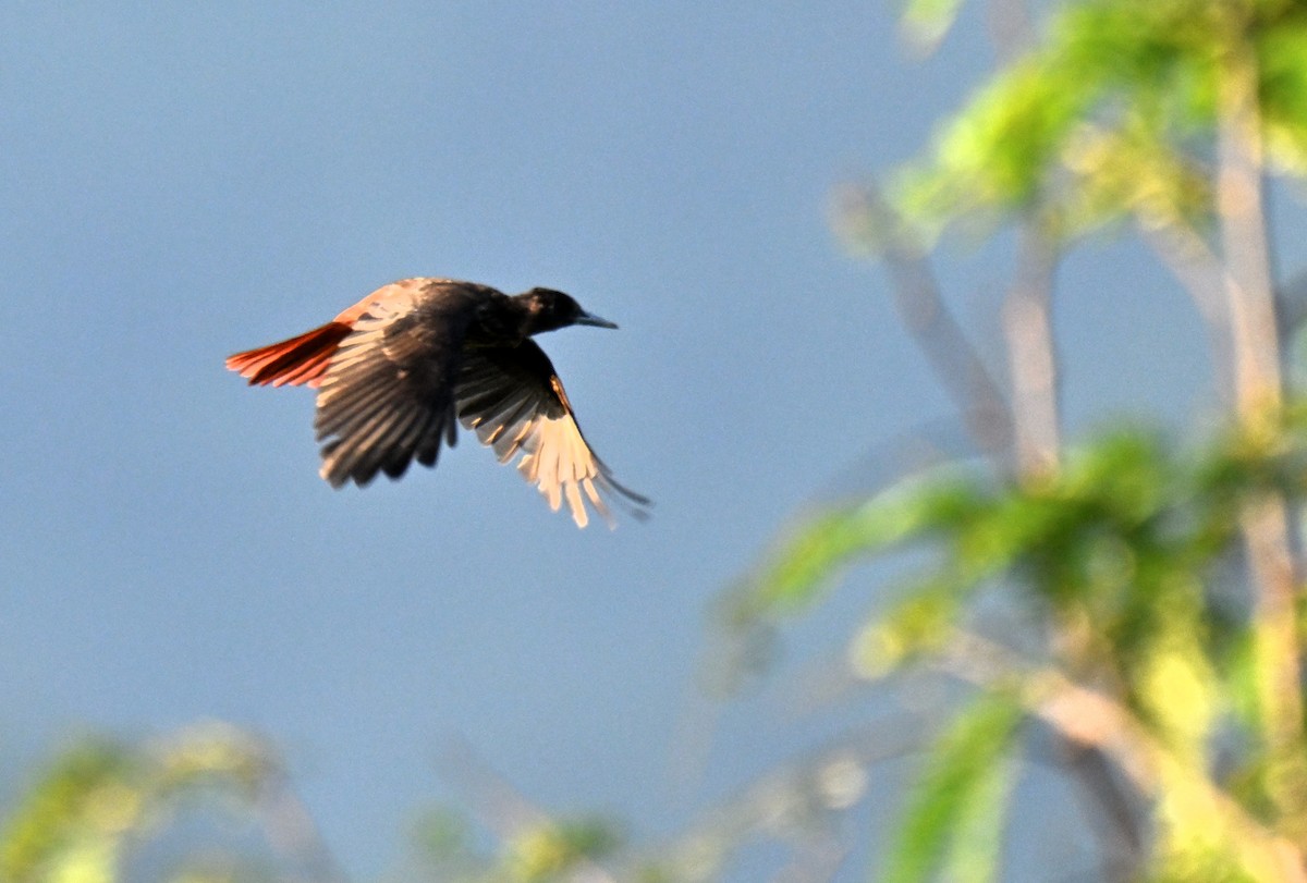 Maroon Oriole - ML644207388
