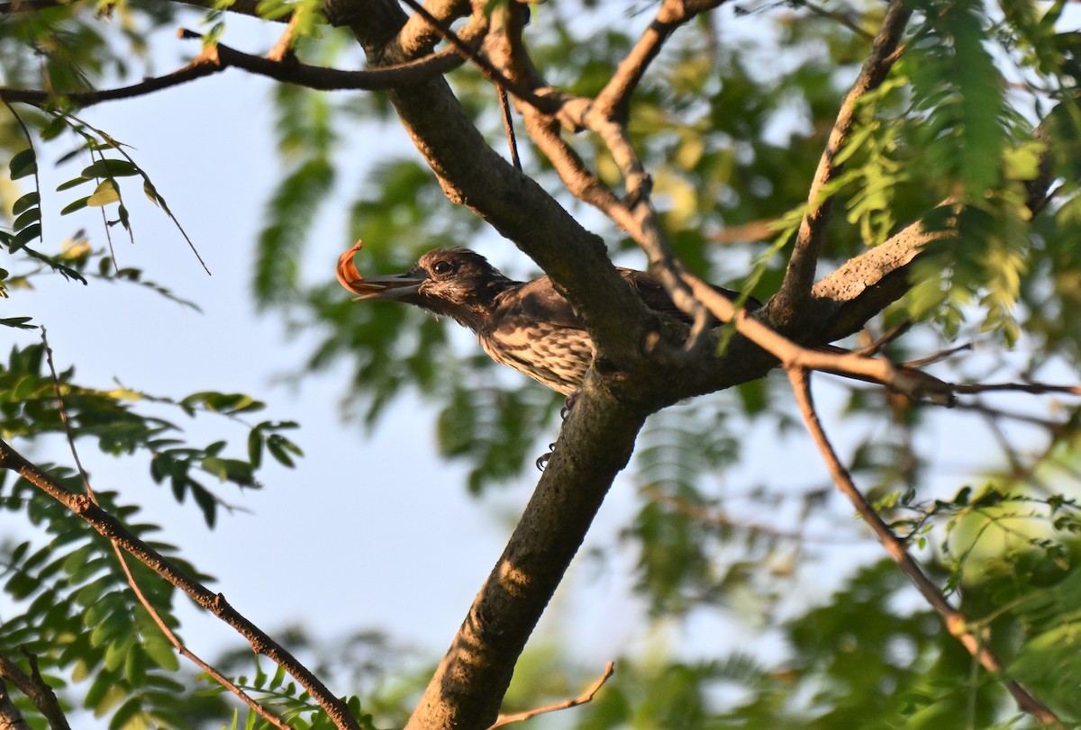 Maroon Oriole - ML644207389