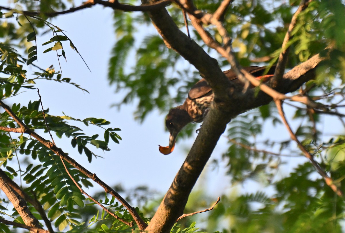 Maroon Oriole - ML644207393